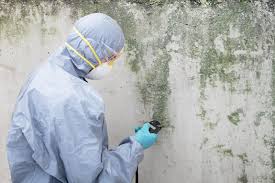 Why You Should Choose Our Mold Remediation Services in Grandview Plaza, KS